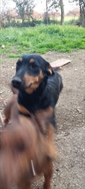 Rufus