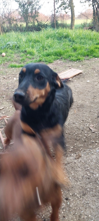 Rufus