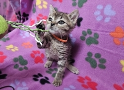 IVY