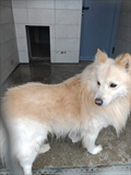 Loki