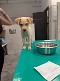 Laika