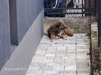 Larki