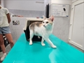 Mimi