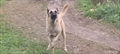 Rex