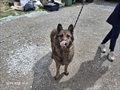 Roki