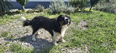 Stella