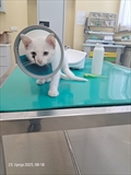 BIJELA