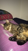 Rex