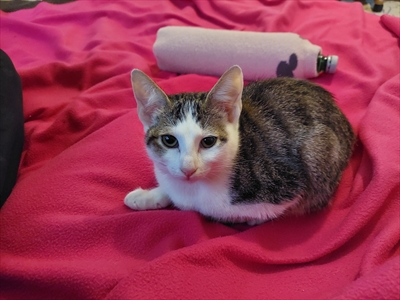 Nala