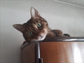 Tiggy