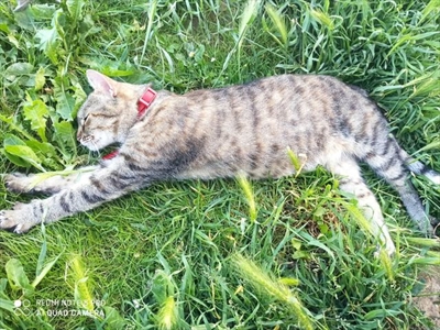 Molly