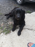 Roki