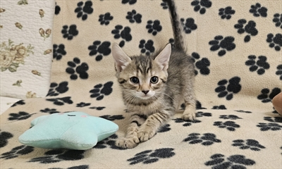 NITARA