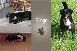 RINGO - pas koji je započeo priču o "nevidljivim psima". U skloništu ga je primjetio rapper IFEEL, veliki ljubitelj i zaštitnik prava životinja, i napisao: http://www.azilzagreb.com/Clanak.aspx?Id=238  Danas Ringo uživa u novom domu 