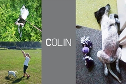 Nakon što nam se javila seka Colina, danas nam "razglednicu" iz novog doma šalje i bratac Colin :)