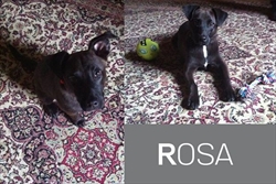 Rosa na "svom" tepihu među "svojim" igračkama :)