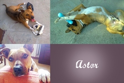 Astorovi nam udomitelji javljaju da je u obitelj donio neizmjernu sreću i vedrinu! - Da, to psi rade ;)