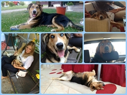 Balto jako voli šetnje i maženje, a najviše od svega voli se voziti u autu - nedavno je proslavio 1.godišnjicu u novom domu :)