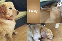 Hailey - udomljena za "Vau vikend" u King Cross-u, požurila se poslati nam fotke i pohvaliti se kako joj je d-o-o-o-o-bro u novom domu :)