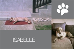 Isabelle, malena damica - u novom domu vrijeme uglavnom provodi ležerno i bez trunke stresa :)