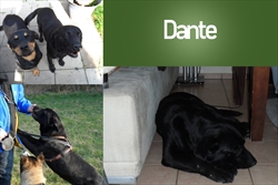 Dante u novom domu ima puno prijatelja :)