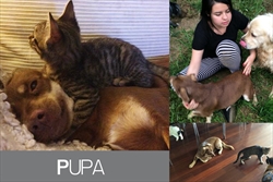 Pupa ne vidi razloga zašto bi se trebala uzrujavati oko mačaka - pa to su njeni najbolji prijatelji Pupa voli sve oko sebe, pse, ljude i mace :) Ma, Pupa je zakon!