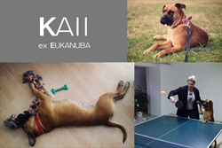 Sada se zove Kaii i otkad je odselila iz Dumovca ima potpuno novi životni stil. Uživa u šetnjama, igri, a kad joj se baš to hoće ide i na posao zajedno sa svojim udomiteljem :) Kaii - nekad zvana Eukanuba, ima i svoju oficijelnu facebook stranicu, a to nema svaki pas;) https://www.facebook.com/kaii.the.dog