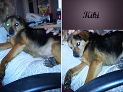 Kiki se brzo adaptirao na nove životne uvjete :)