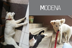 Modena je u novom domu zatekla jednog potpuno opuštenog mačjeg frenda Ubrzo je i ona shvatila da se više nema oko čega uzrujavati, jer život je za nju odsada nadalje - bajka :)