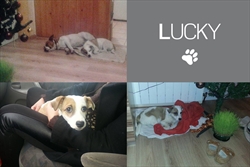Lucky - ime sve govori, sretnik nad sretnicima :)