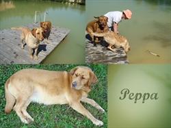 Peppa, križanka labradora uživa u dobrom društvu i rekreaciji :) 