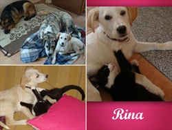 Rina (nekada Lina) našla je super društvo na svojoj novoj adresi :)