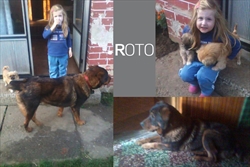 Roto, veliki Roto konačno je dočekao svoj dom u kojem ga je dočekalo super društvo :)