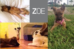 Netko ima psećeg, netko mačjeg, a Zoe ima zečjeg najboljeg prijatelja Nisu li preslatki ovako zajedno? Zoe je jedna "velika-mala" maza koja iz dana u dan oduševljava udomitelje svojim novim trikovima <3