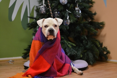 Zima topla svima: prikupljamo deke