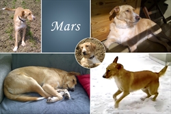 Mars uziva u svakoj situaciji, a najljepse je ipak vani na trcanju, setnji, druzenju i igri s ostalim psima!