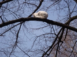 Maca na drvetu