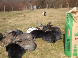 Kunići se hrane travom i sijenom, a ovo su dodaci njihovoj redovnoj prehrani.